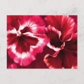 Rode pansieën briefkaart (Voorkant)