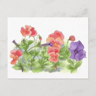 Rode Pansies Paarse Petunias Waterverf Flowers Briefkaart
