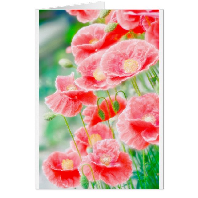 Rode papaver (Voorkant)