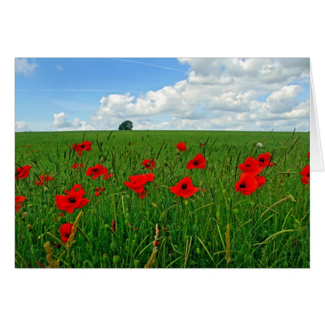 Rode papaver (Voorkant Horizontaal)