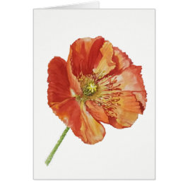 Rode papaver (5 x 7 inch), enveloppen inbegrepen