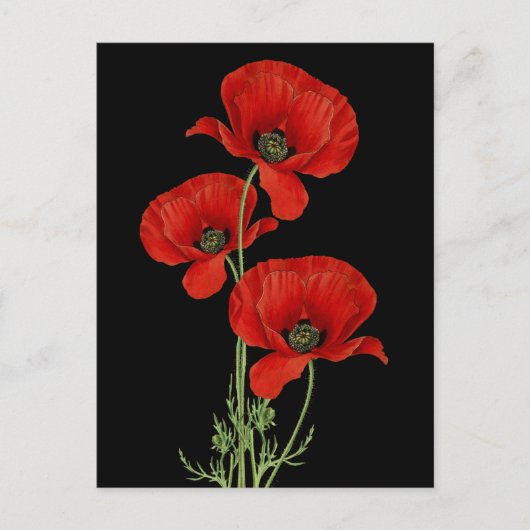  rode papaver botanisch briefkaart (Voorkant)