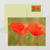 Rode papaver briefkaart (Voorkant / Achterkant)