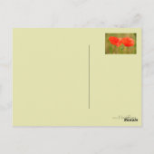 Rode papaver briefkaart (Achterkant)