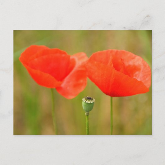 Rode papaver briefkaart (Voorkant)