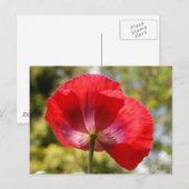 Rode papaver briefkaart (Voorkant / Achterkant)
