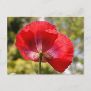 Rode papaver briefkaart