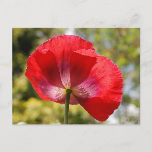 Rode papaver briefkaart (Voorkant)