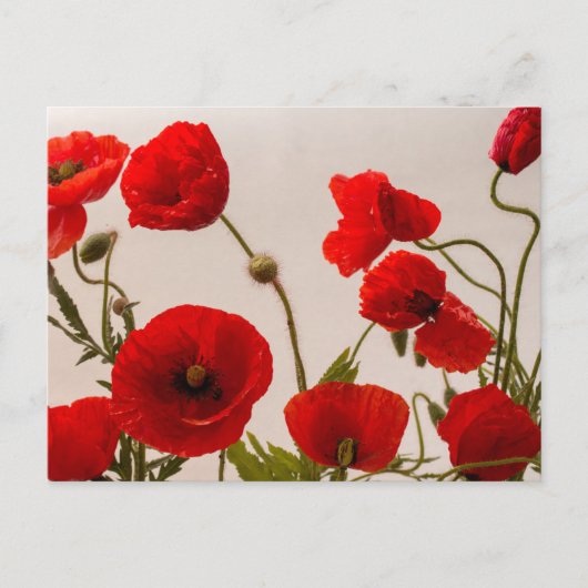 Rode papaver briefkaart (Voorkant)