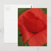 Rode papaver briefkaart (Voorkant / Achterkant)