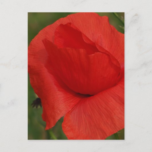 Rode papaver briefkaart (Voorkant)