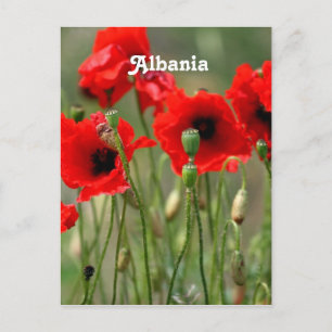 Rode papaver briefkaart