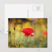 Rode papaver briefkaart (Voorkant / Achterkant)
