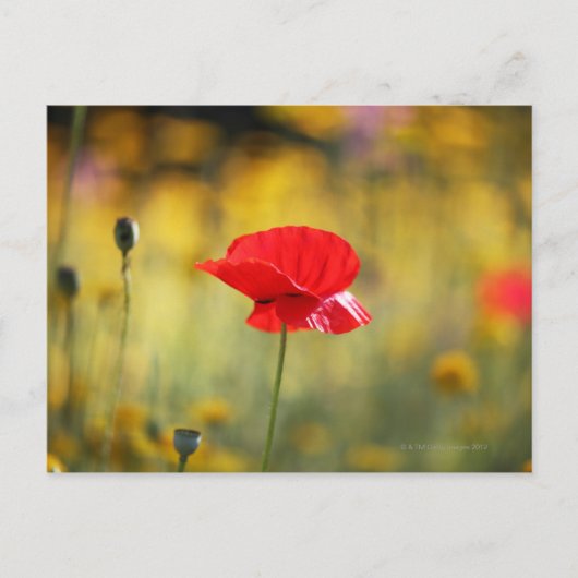 Rode papaver briefkaart (Voorkant)