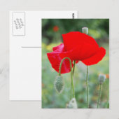 rode papaver briefkaart (Voorkant / Achterkant)