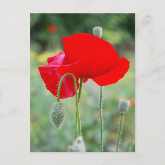 rode papaver briefkaart (Voorkant)