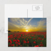 Rode papaver briefkaart (Voorkant / Achterkant)