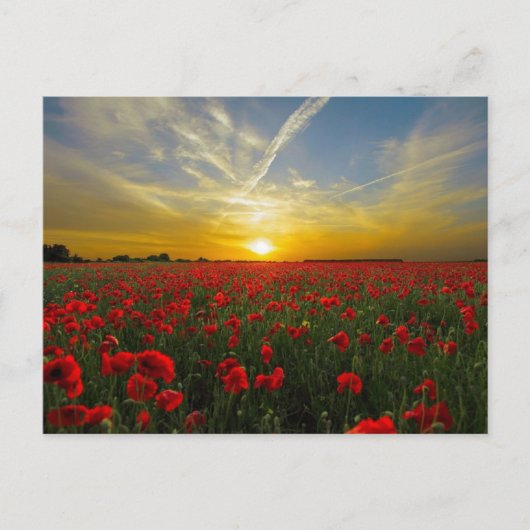 Rode papaver briefkaart (Voorkant)