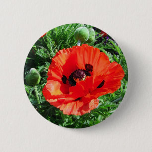 Rode papaver - Button