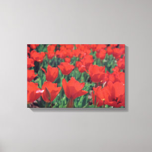 Rode papaver canvas afdruk