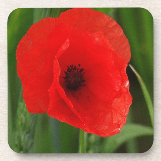 Rode papaver drankjes onderzetter (Voorkant)