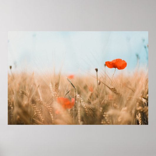 Rode papaver en goudgerst poster (Voorkant)