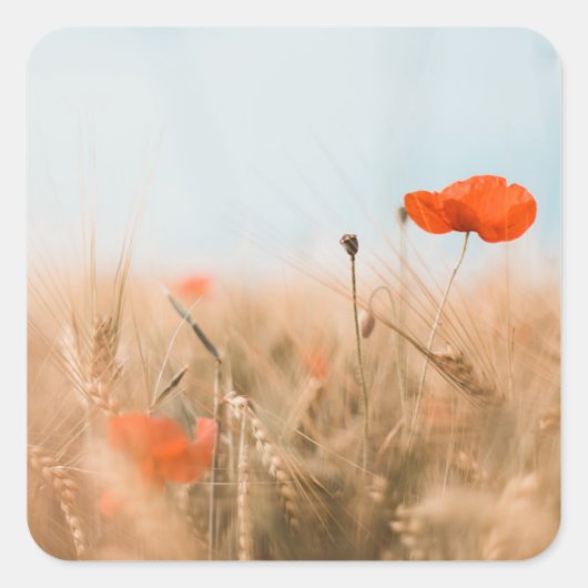 Rode papaver en goudgerst vierkante sticker (Voorkant)