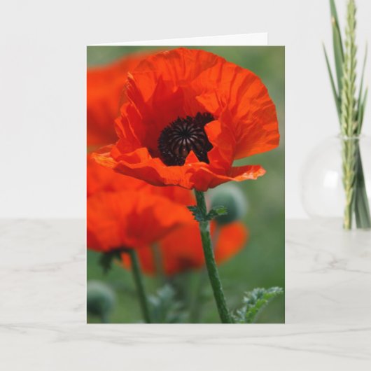Rode Papaver Feestdagen Kaart (Voorkant)