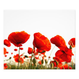 Rode papaver foto afdruk