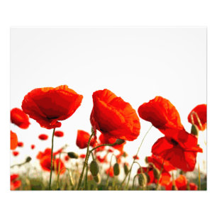 Rode papaver foto afdruk