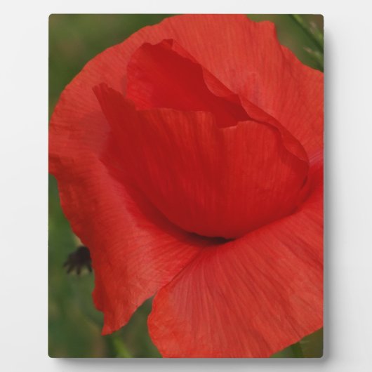 Rode papaver fotoplaat (Voorkant)