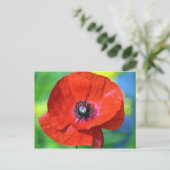 Rode papaver in de Sunshine Foto Briefkaart (Staand voorkant)