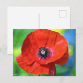 Rode papaver in de Sunshine Foto Briefkaart (Voorkant / Achterkant)