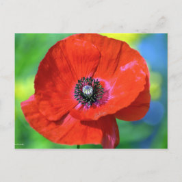 Rode papaver in de Sunshine Foto Briefkaart