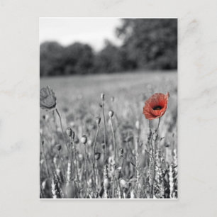 rode papaver in een zwart-wit veld briefkaart