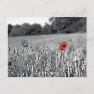 rode papaver in een zwart-wit veld briefkaart