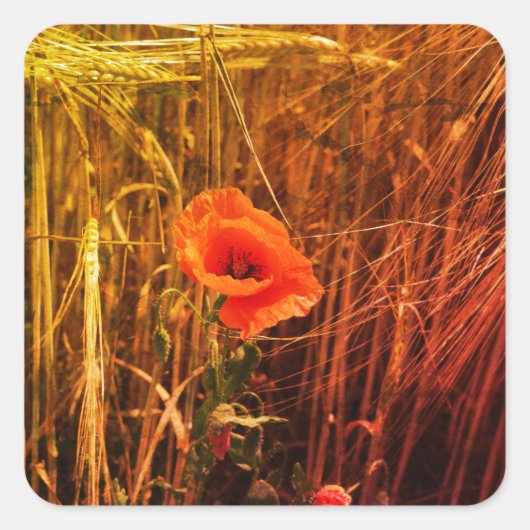 Rode papaver in Golden Wheat Field Thanksgiving Vierkante Sticker (Voorkant)