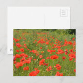Rode papaver in het veld briefkaart (Voorkant / Achterkant)