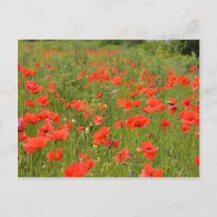 Rode papaver in het veld briefkaart