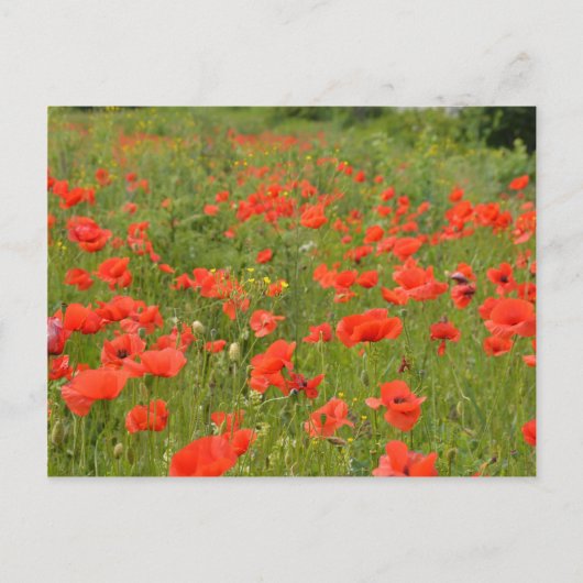 Rode papaver in het veld briefkaart (Voorkant)