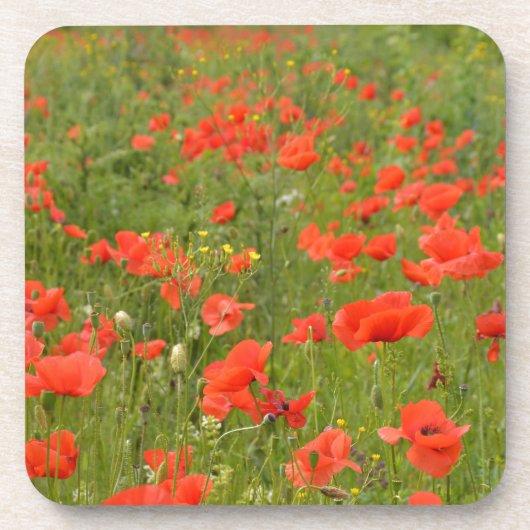 Rode papaver in het veld drankjes onderzetter (Voorkant)