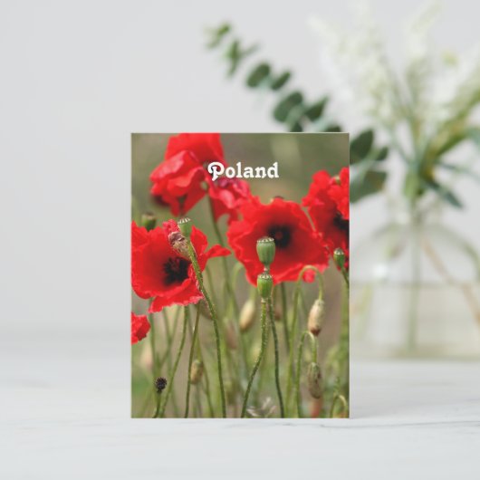 Rode papaver in Polen Briefkaart (Staand voorkant)