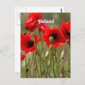 Rode papaver in Polen Briefkaart (Voorkant / Achterkant)