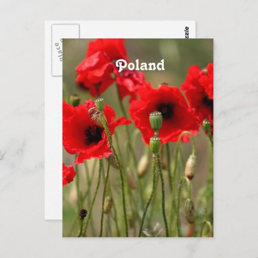 Rode papaver in Polen Briefkaart (Voorkant / Achterkant)