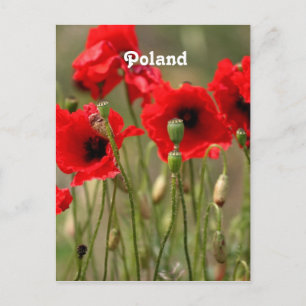 Rode papaver in Polen Briefkaart