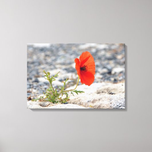 Rode papaver in schilderdoek canvas afdruk (Voorkant)