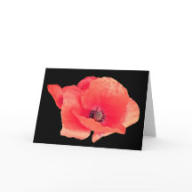 Rode papaver