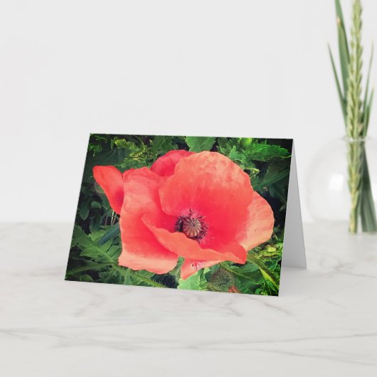 Rode papaver kaart (Voorkant)