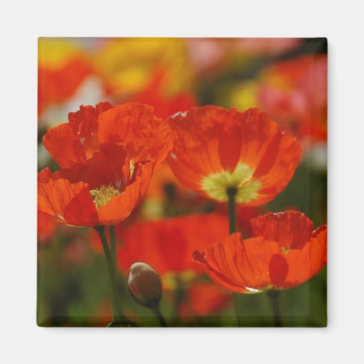 Rode papaver magneet (Voorkant)