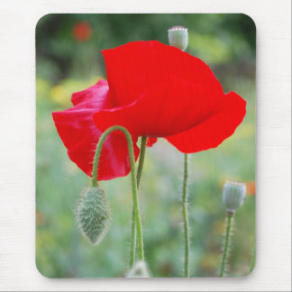 rode papaver muismat